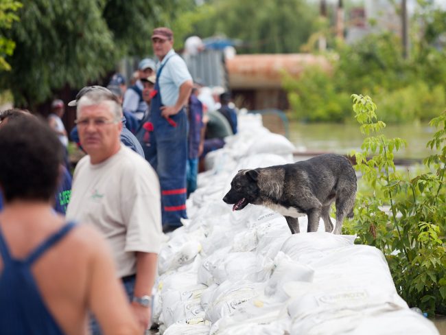 A dog can be seen walking on the Danube's reinforced pier in Galați, Romania on July 6th, 2010, following a flood warning caused by the river's record flow rate.